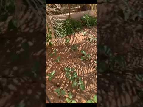 فيديو: الأمونيا للحديقة والحديقة النباتية: استخدم للنباتات كضمادة علوية. كيف تولد الأمونيا من الآفات؟ تجهيز الخضار بالأمونيا