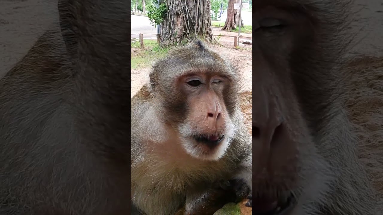 Good Friends Monkey Balu