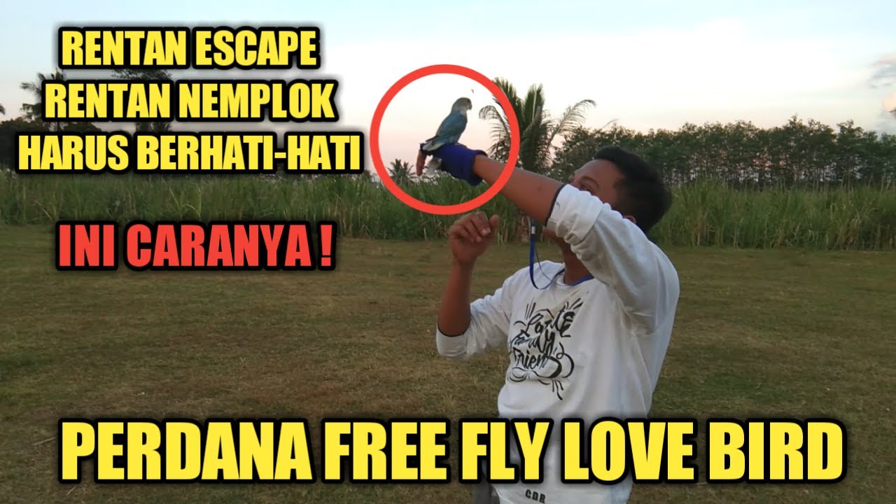 CARA PERDANA FREE FLY BURUNG LOVE BIRD