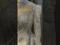       المنيا مصر اتيليه زفاف فستان