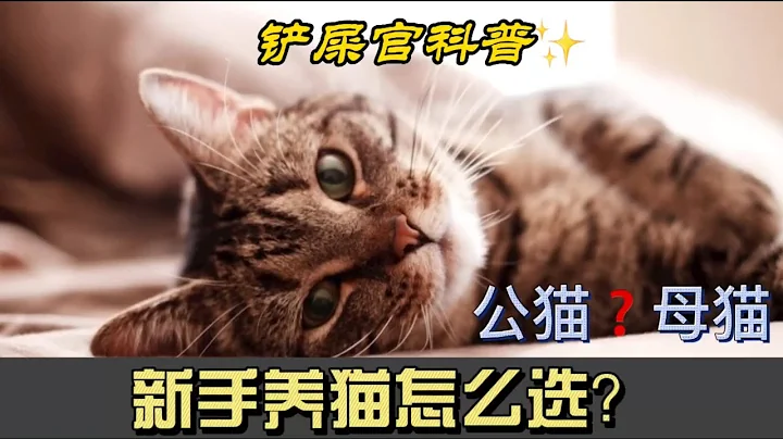 新手养猫是选公猫or母猫？你更喜欢养公猫还是母猫？公猫母猫大比拼、How to choose male or female cat for beginners - 天天要闻