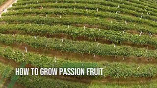 How to grow PASSION FRUIT