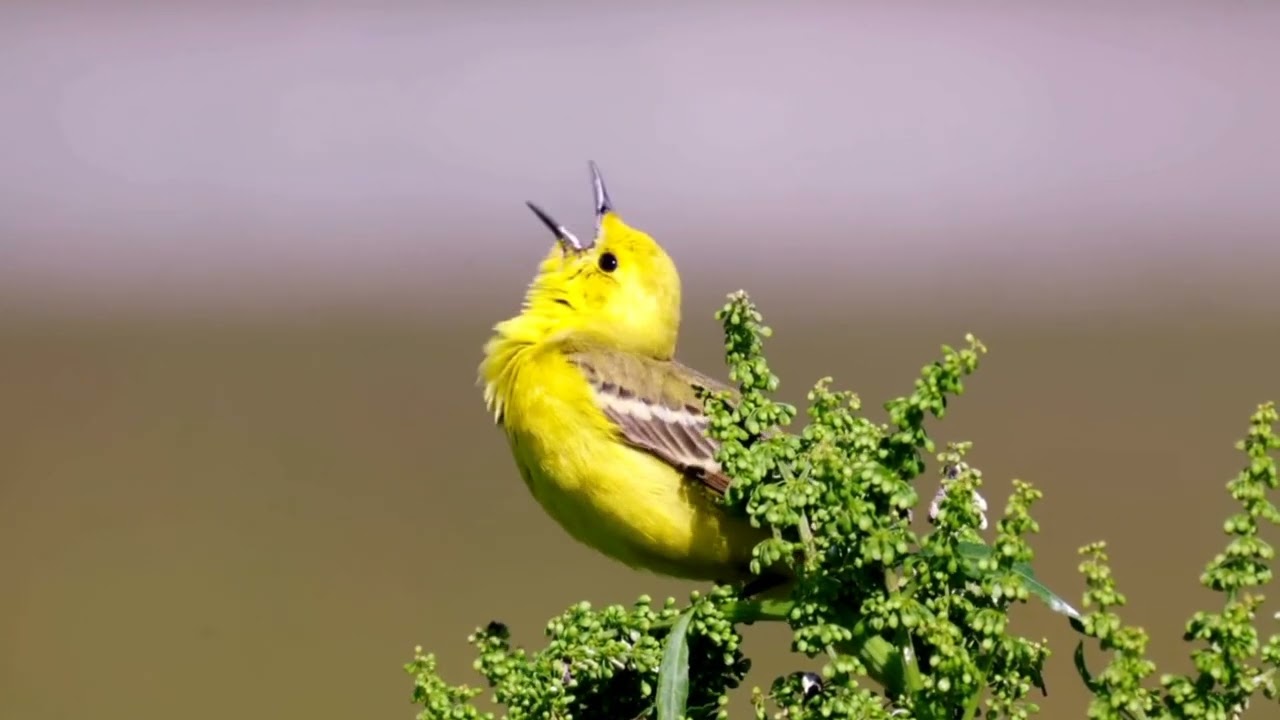 #nature #naturevideos #natureviewlovers #naturewithbirds #naturewithbirdsounds #naturelovewithbirds