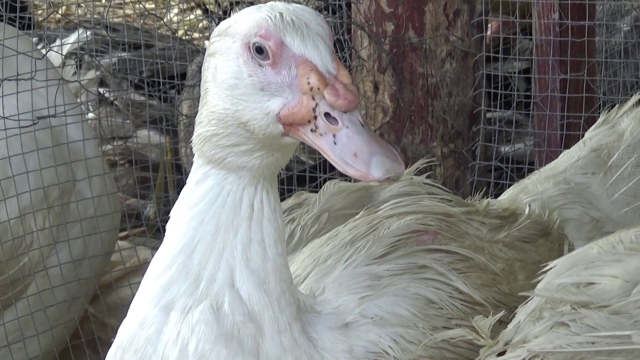 Barbari gácsér, kacsa, Szentlőrinci, 2018., v180811-3-011