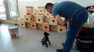 Clicker Training Capturing the sit