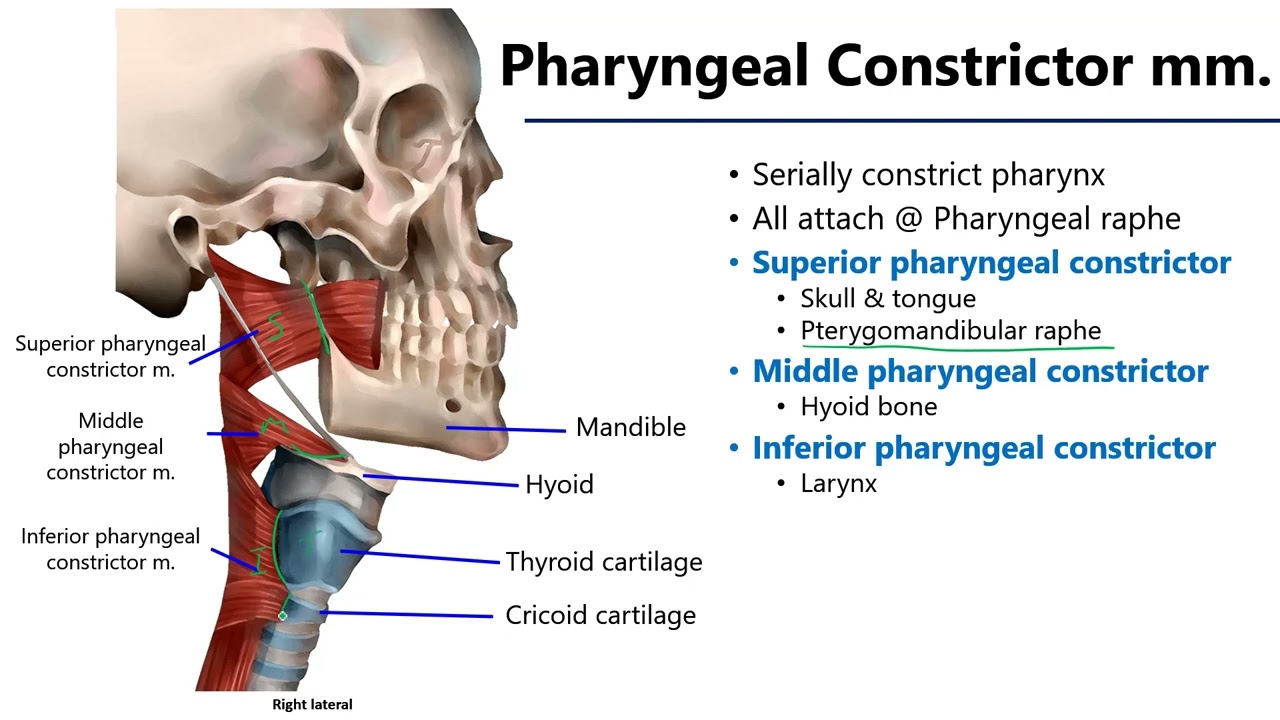 The Tonsils (Waldeyer's Ring) - Lingual - Pharyngeal - Palatine - Tubal -  TeachMeAnatomy