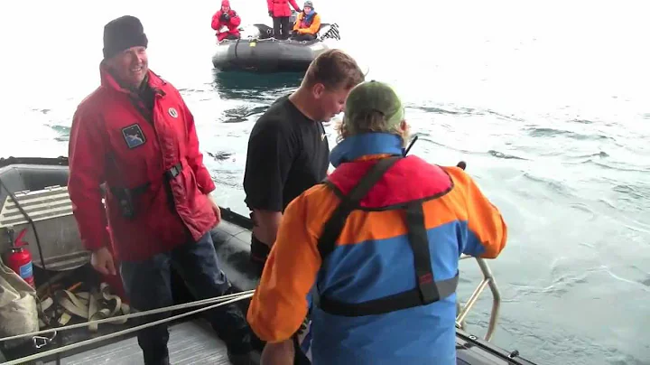 Antarctic Polar Plunge