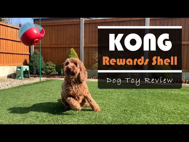 Kong Rewards Shell Small Bouncy Treat Dispensing Puzzle Dog Play Toy