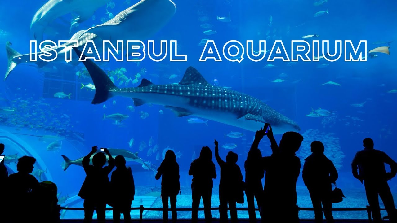 Istanbul Akvaryum Florya (Thematic Aquarium Turkey) YouTube