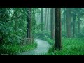Listen to the rain on the forest path2 relax reduce anxiety and sleep deeply