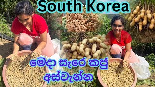 🥜 කොහොමද කජු අස්වැන්න 😍🌱 South Korea 🇰🇷 beautiful 