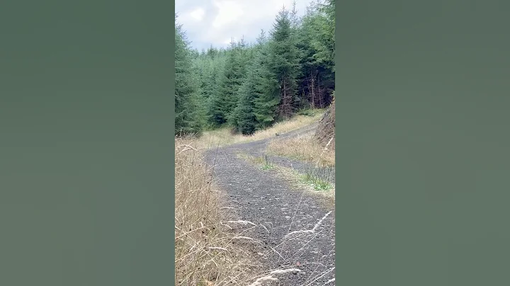 #coyote #hunting #howlingdog #foxpro #coyotehunting #huntingseason