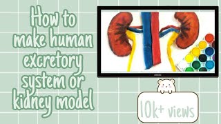 How To Make The Human Excretory System Model/ Kidney For School Science Projects.