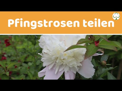 Video: Wann Pfingstrose teilen?