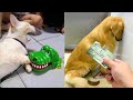 Funniest Cats and Dogs 🐱🐶TRY NOT TO LAUGH PT.3