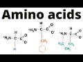 Amino Acids and Their Characteristics