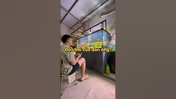 =)) #cácảnh #fish #thuysinh #becathuysinhvn