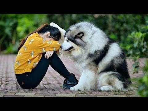 😍-cute-cats-and-funny-dogs-videos-compilation-2018-😍-#27