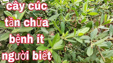 #vlog 4 ! Tác dụng  chữa bệnh của cây Cúc Tần mà  ít người biết đến