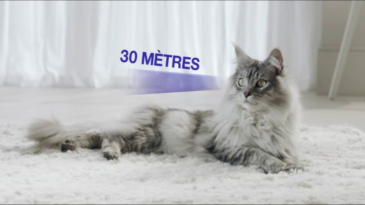 Purina One Bifensis Savez Vous Que Votre Chat Peut Voir A Plus De 30m Publicite 0 25 Youtube