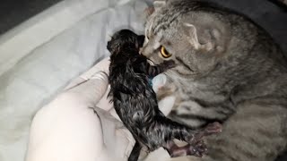 Mom cat gave birth to her first kitten. The kitten wants to eat