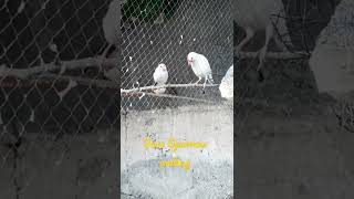 Celebrity white Java sparrow making love |8 February 2022| finch breeding. Wealth