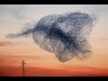 L'INCREDIBILE VOLO DELLO STORMO DI UCCELLI | Amazing starlings murmuration of birds