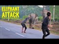 ELEPHANT ATTACK