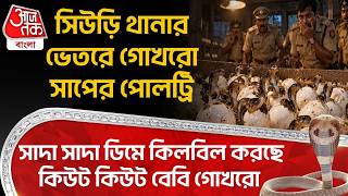 Suri থানার ভেতরে গোখরো সাপের পোলট্রি, সাদা সাদা ডিমে কিলবিল করছে কিউট কিউট বেবি গোখরো | Birbhum
