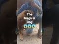 i love dogs