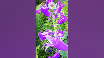 Колокольчик широколистный. (Campanula latifolia)🥀
