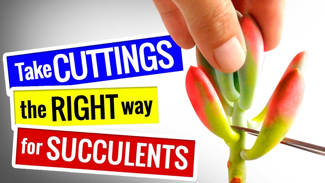 SUCCULENT PROPAGATION - HOW TO Take CUTTINGS the RIGHT way - YouTube