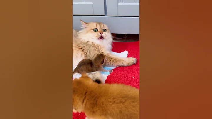 Video 11117411: tiny kittens funny cat, cat mom kitten, cat kittens playing funny