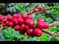 Producción de Café Orgánico de Altura  - TvAgro por Juan Gonzalo Angel