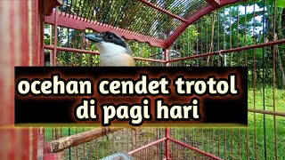 suara cendet trotol bikin emosi cendet lainya #cendetgacor #pancingancendet #masterancendet