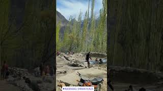 resuming the old tradition of our grandparents in hunza valley#mountains #spring#blossom#trending