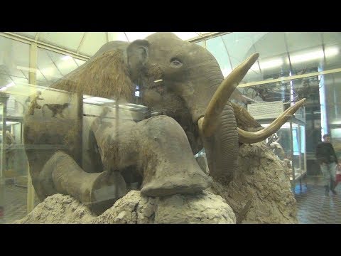 Зоологический музей, Санкт-Петербург/Zoological Museum (St. Petersburg)