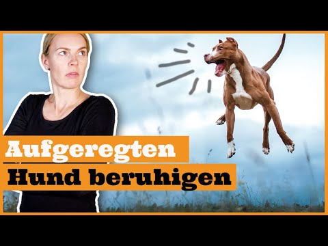 Aufgeregten Hund beruhigen I So lernt dein Hund Geduld I Frustrationstoleranz beibringen