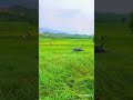 ربيع العارضه يجذب السياح والعوائل في الصايبه العارضه منطقة جازان السعودية
