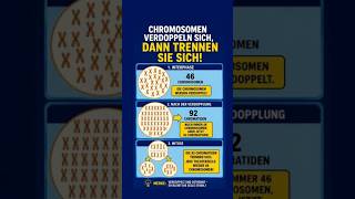 Warum hat der Mensch 46 Chromosomen – und dann plötzlich 92 Chromatiden?#Biologie #Chromosomen