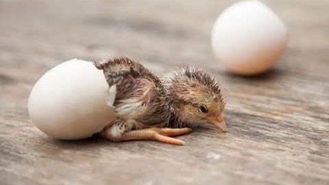 chicks hatching from eggs Time lapse Video