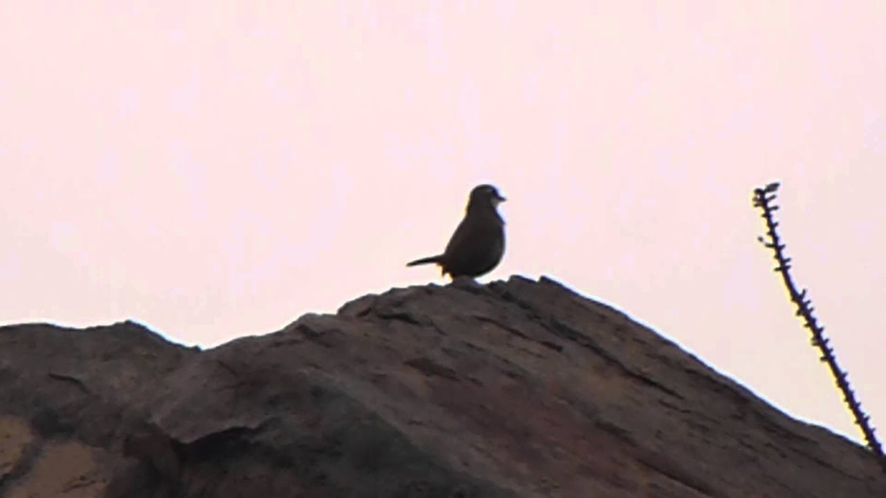 Turca (Pteroptochos megapodius) [Endémica]