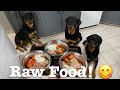 Raw Food Diet for Dogs! 3 Rottweilers Eating Raw Meals