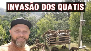 LIXEIRA CONTRA ANIMAIS DO MATO