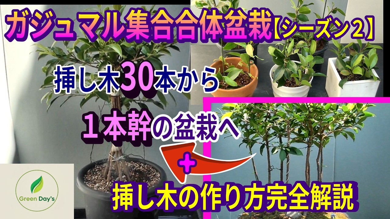 がじゅまる盆栽　盆栽育成中‼️ 理想の幹を最短攻略！30本のガジュマル挿し木で臨む『最強の合体盆栽