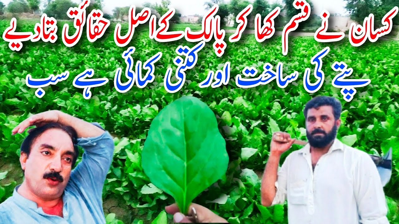 پالک کے اصل حقائق کیا ہیں کسان نے  ایمانداری سے بتا دیا || پالک کی شکل پتے کا سائز اور کمائی