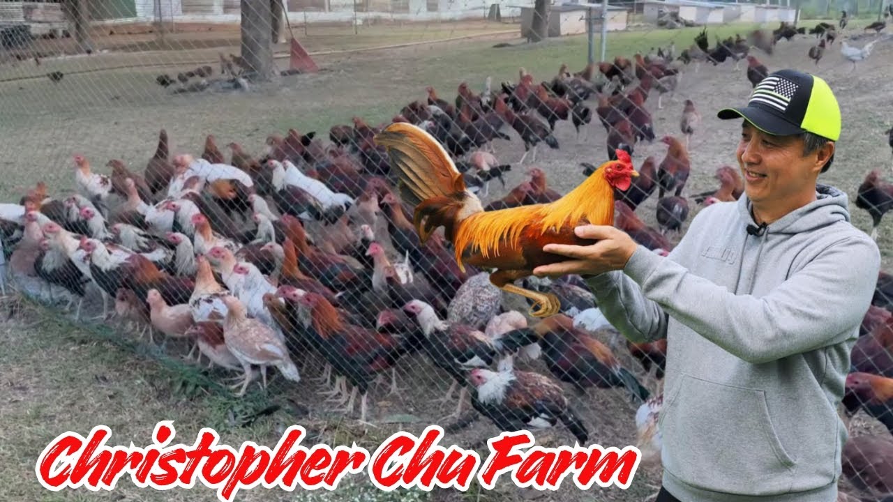 Большая ферма 🇵🇭 Филиппины, ферма Кристофера Чу - Курятник свободного выгула на открытом воздухе