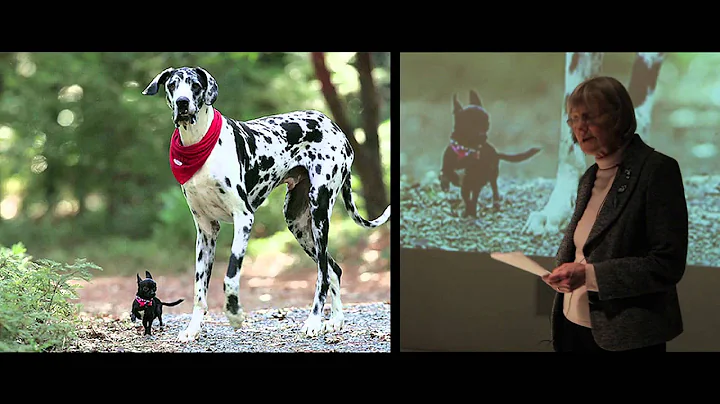 ESRC Festival of Social Science 2013 - Adaptive go...