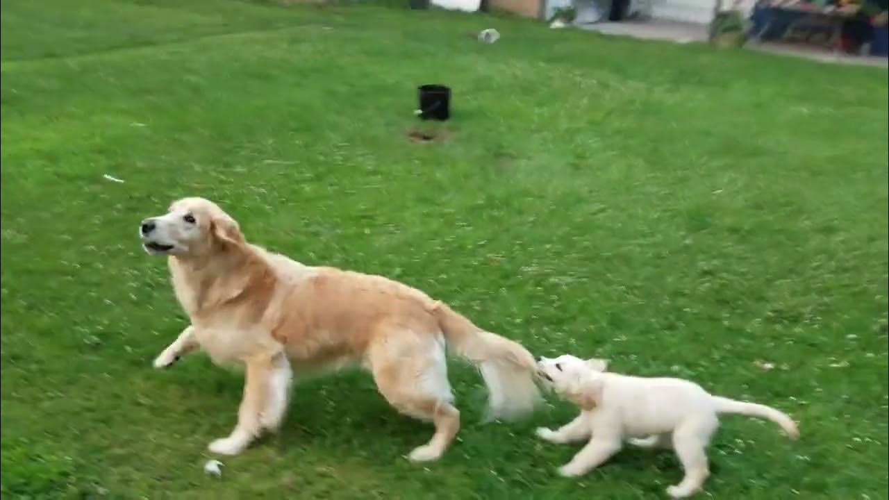 Puppy Skiing - YouTube