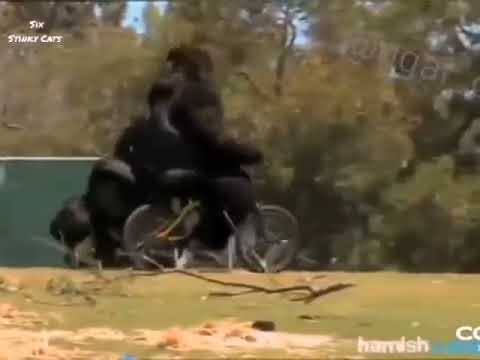 bisikletten düşen goril sinirleniyor